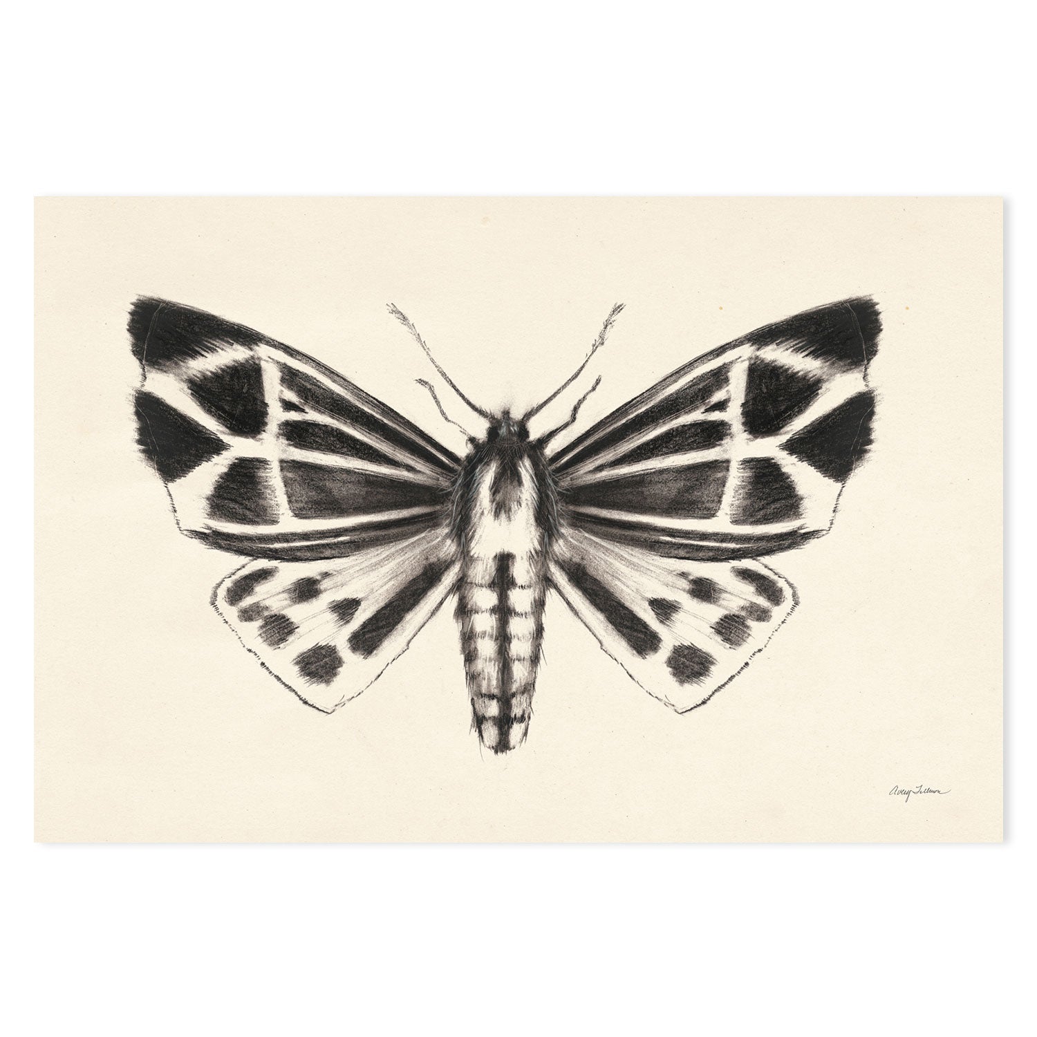 wall-art-print-canvas-poster-framed-Moth, Style B , By Avery Tillmon-GIOIA-WALL-ART