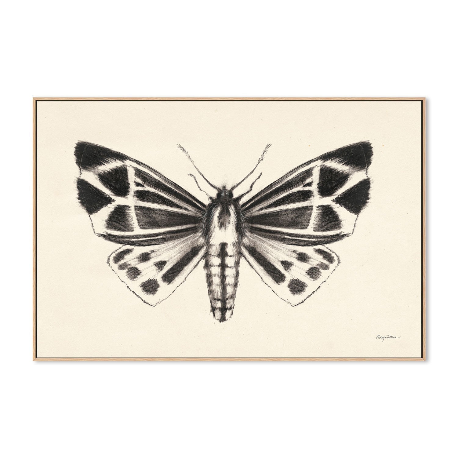 wall-art-print-canvas-poster-framed-Moth, Style B , By Avery Tillmon-GIOIA-WALL-ART