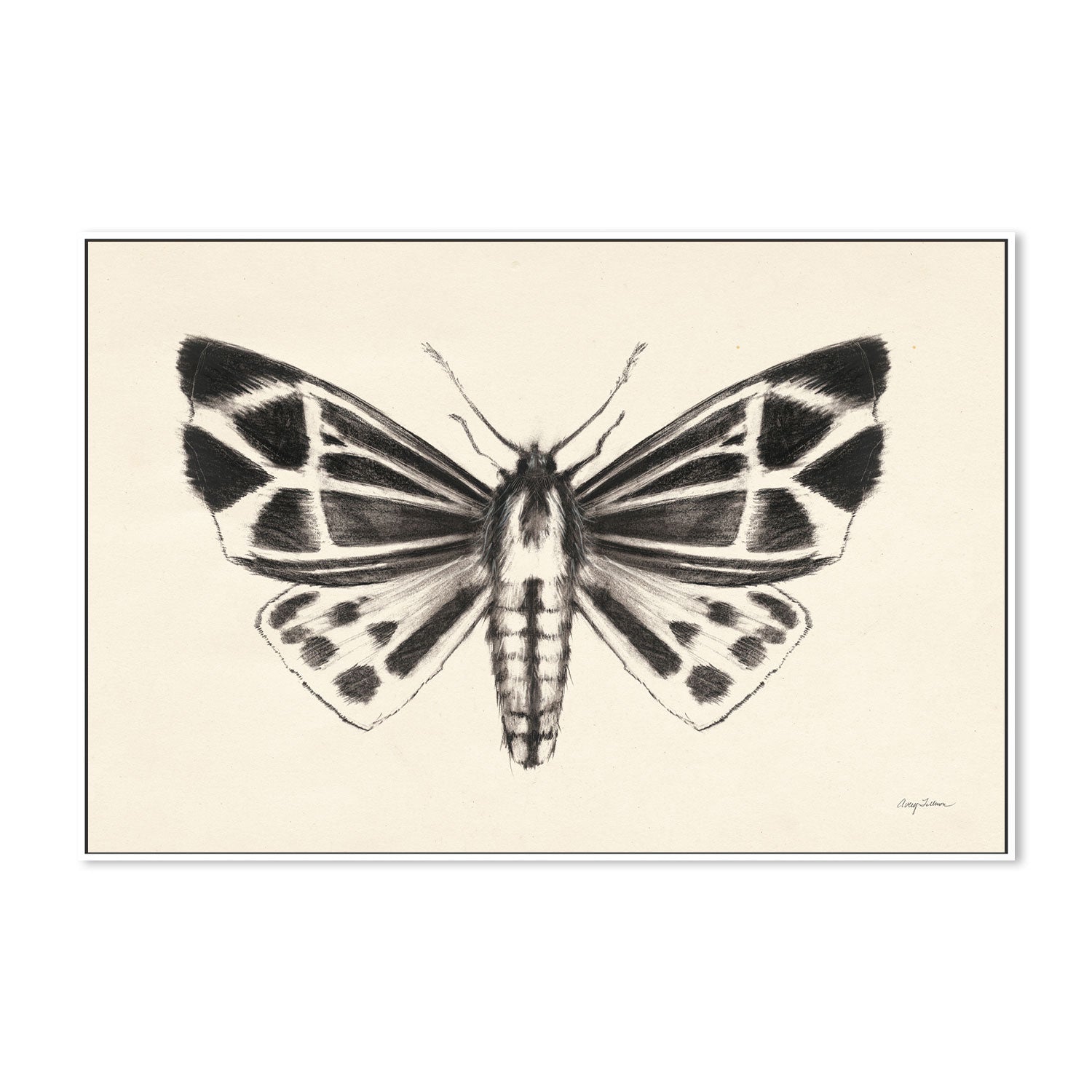 wall-art-print-canvas-poster-framed-Moth, Style B , By Avery Tillmon-GIOIA-WALL-ART