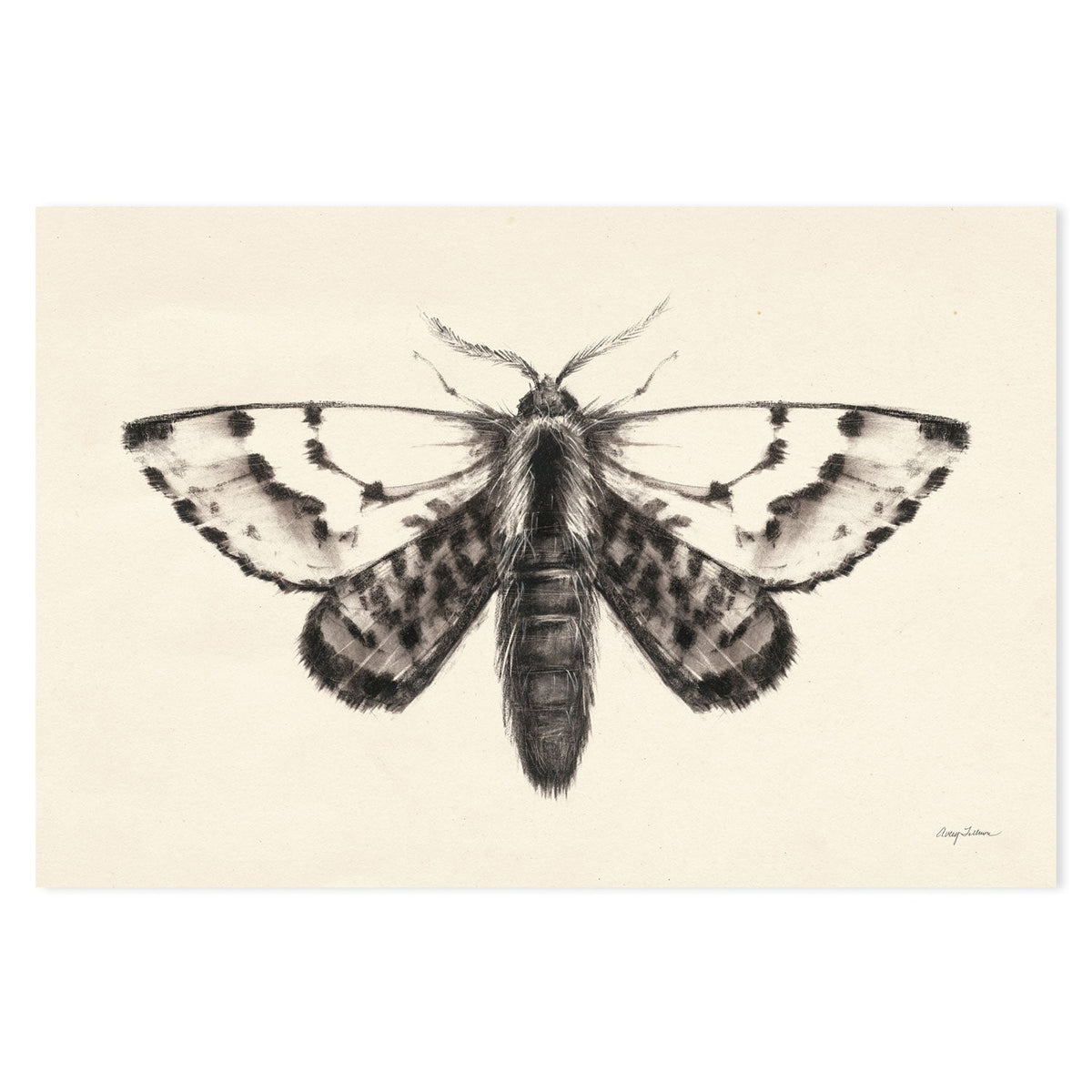 wall-art-print-canvas-poster-framed-Moth, Style C , By Avery Tillmon-GIOIA-WALL-ART