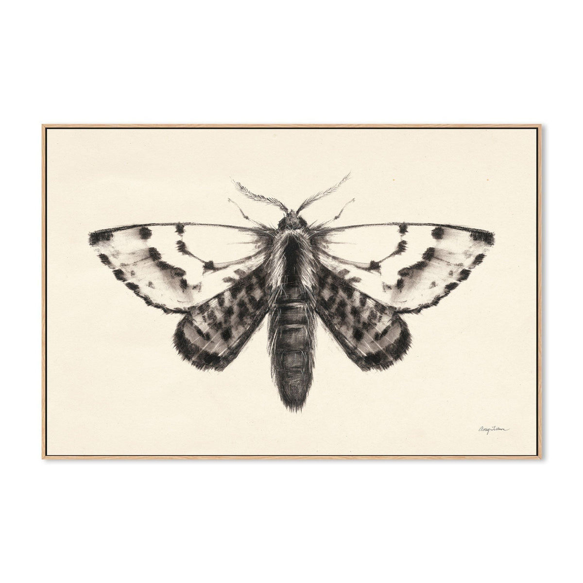 wall-art-print-canvas-poster-framed-Moth, Style C , By Avery Tillmon-GIOIA-WALL-ART