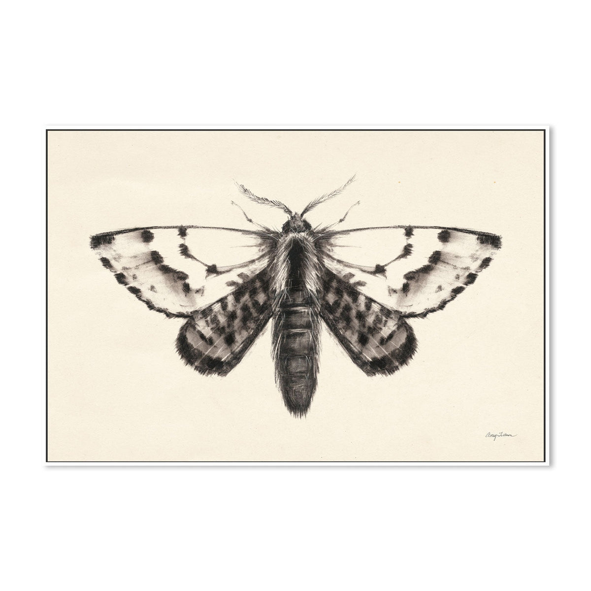 wall-art-print-canvas-poster-framed-Moth, Style C , By Avery Tillmon-GIOIA-WALL-ART