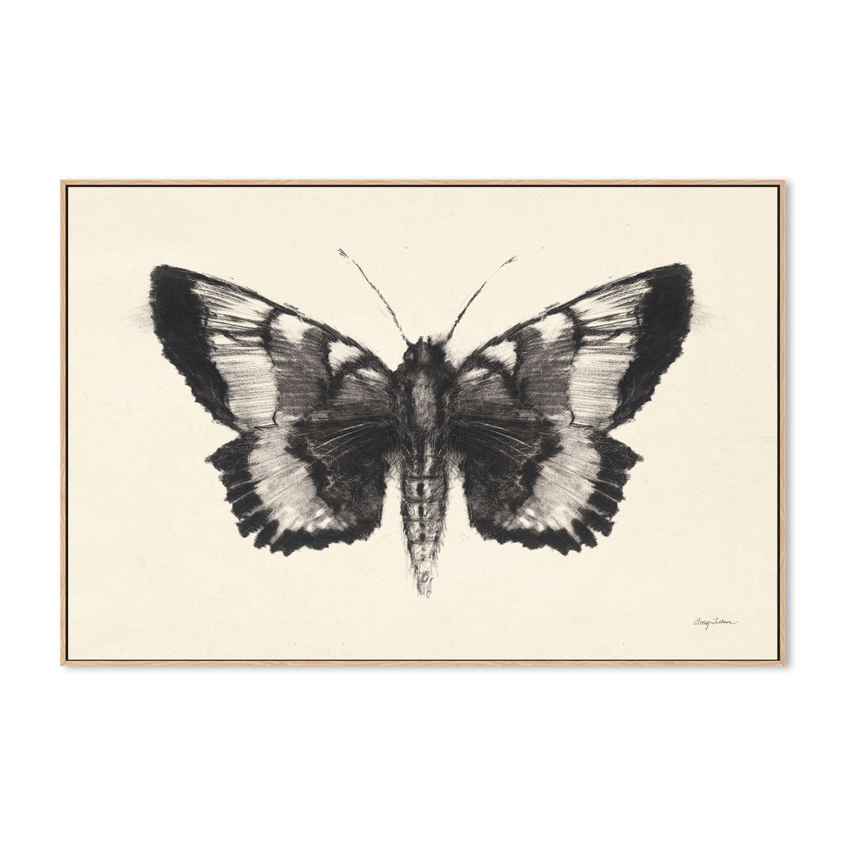 wall-art-print-canvas-poster-framed-Moth, Style D , By Avery Tillmon-GIOIA-WALL-ART