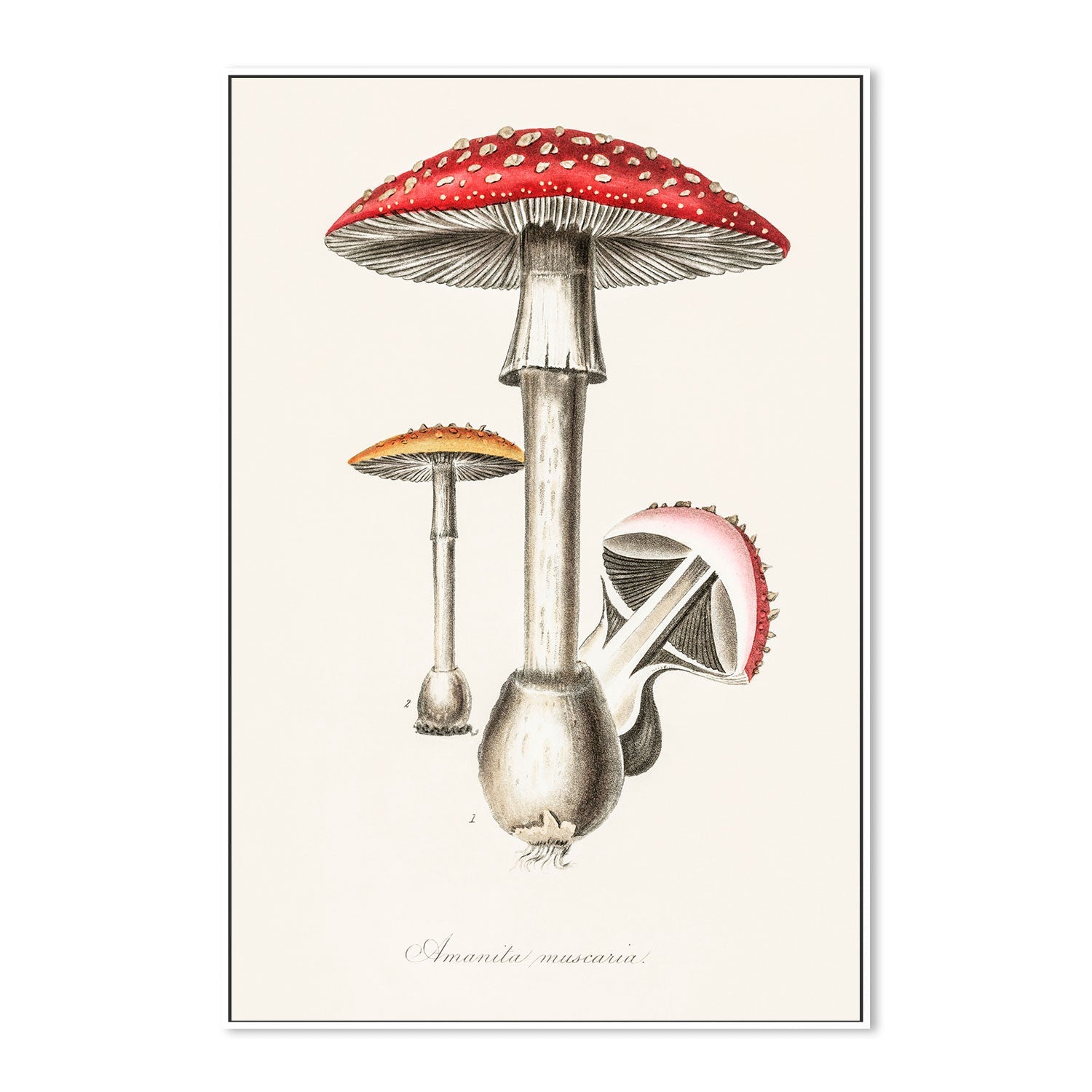 wall-art-print-canvas-poster-framed-Muscimol Mushrooms-GIOIA-WALL-ART
