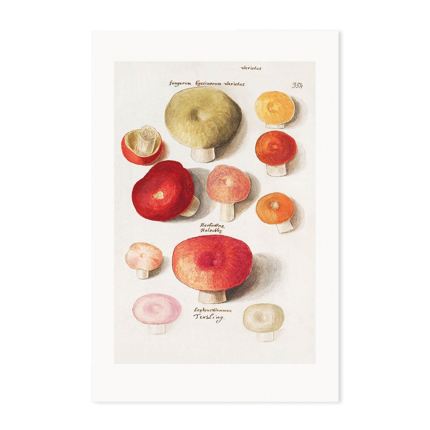 wall-art-print-canvas-poster-framed-Mushroom Variety-GIOIA-WALL-ART