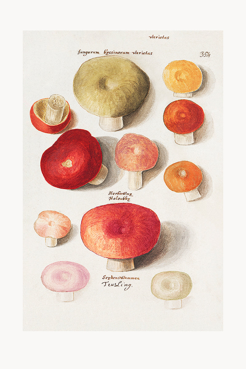 wall-art-print-canvas-poster-framed-Mushroom Variety-GIOIA-WALL-ART