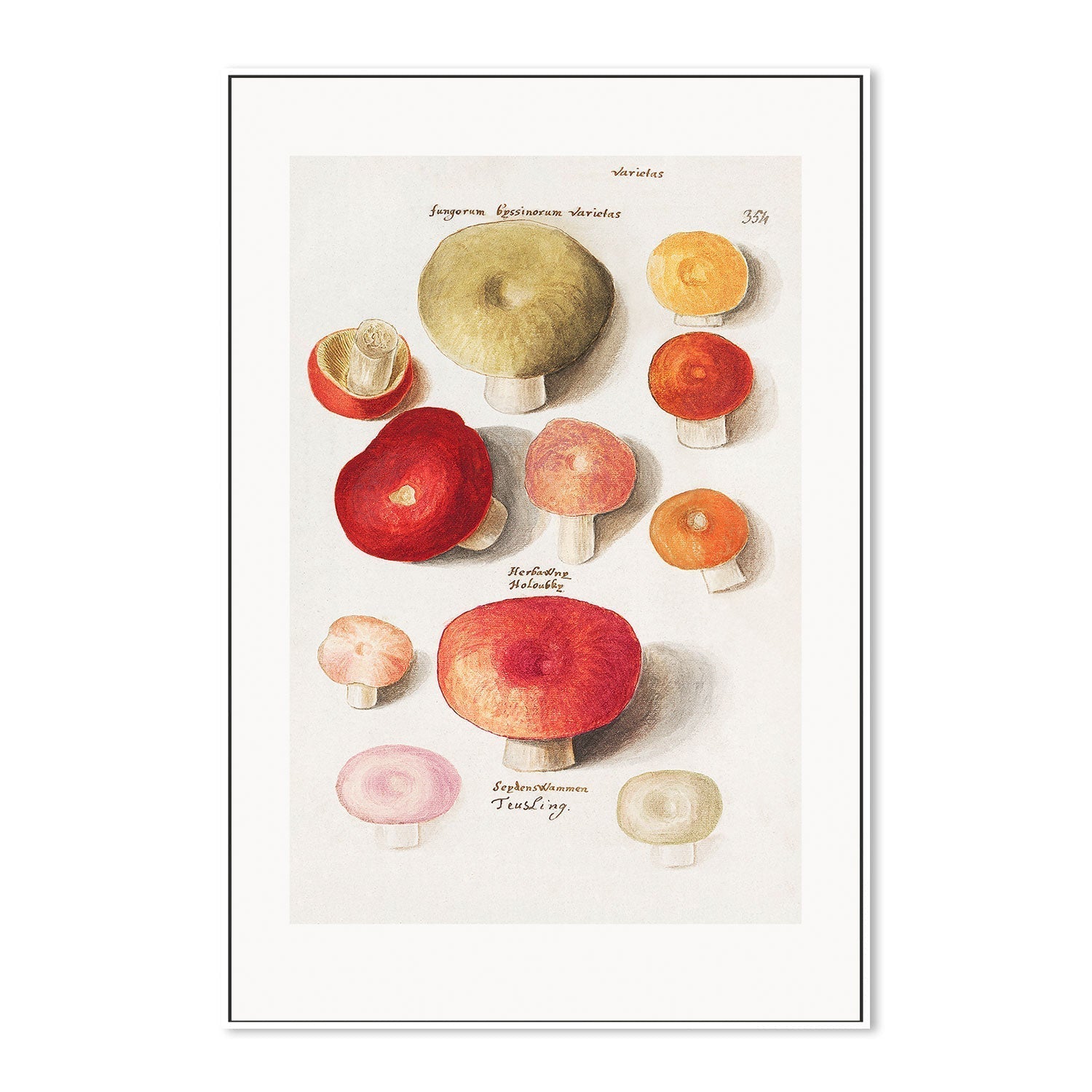 wall-art-print-canvas-poster-framed-Mushroom Variety-GIOIA-WALL-ART