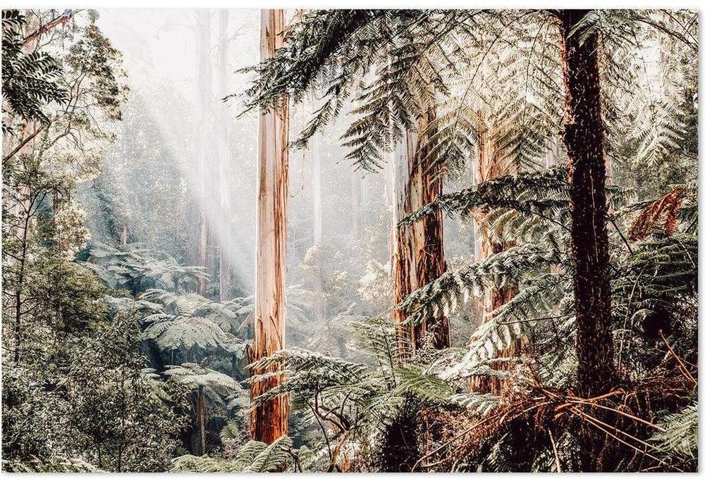Native Australian Rainforest - Eucalyptus Trees and Ferns-Gioia-Prints-Framed-Canvas-Poster-GIOIA-WALL-ART