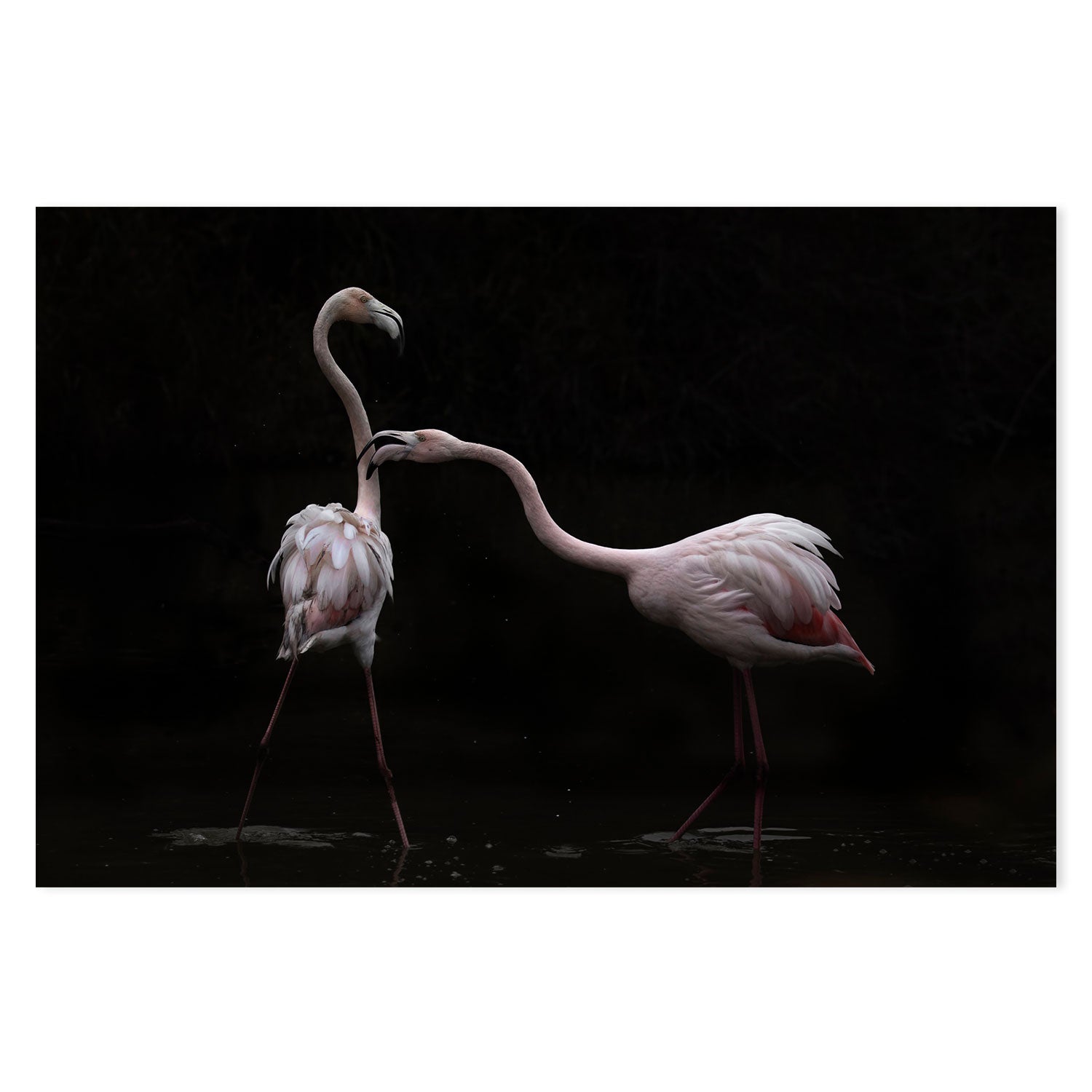 wall-art-print-canvas-poster-framed-Not All Is Rosy, by Martine Benezech-by-Plus X Studio-Gioia Wall Art