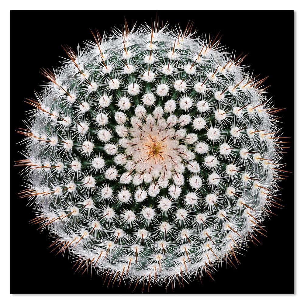 wall-art-print-canvas-poster-framed-Notocactus Scopa, By Victor Mozqueda-by-Plus X Studio-Gioia Wall Art