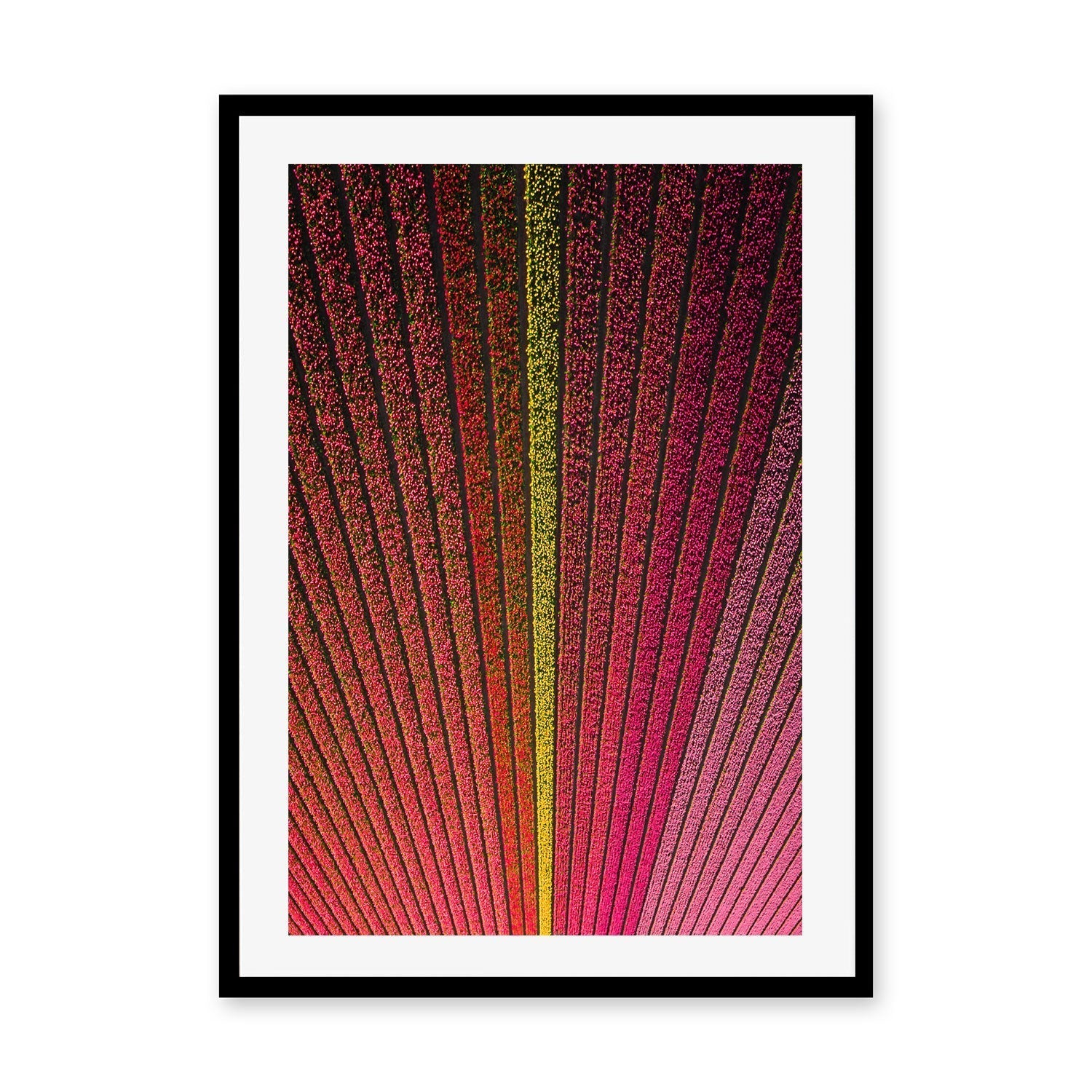 wall-art-print-canvas-poster-framed-Odd One Out , By Max Lissendon-GIOIA-WALL-ART