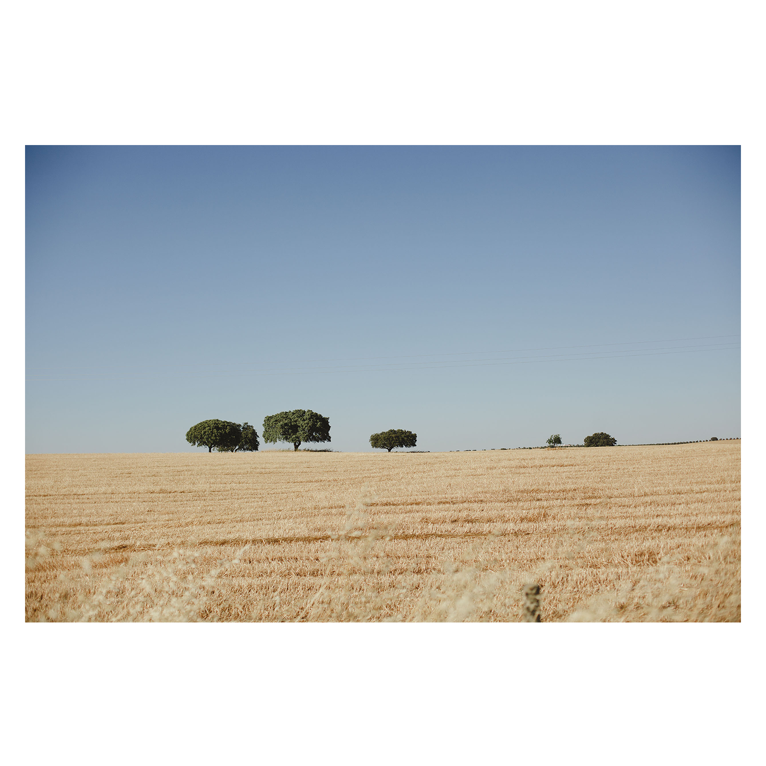 wall-art-print-canvas-poster-framed-Olive Tree Portugal , By Hello Twiggs-1