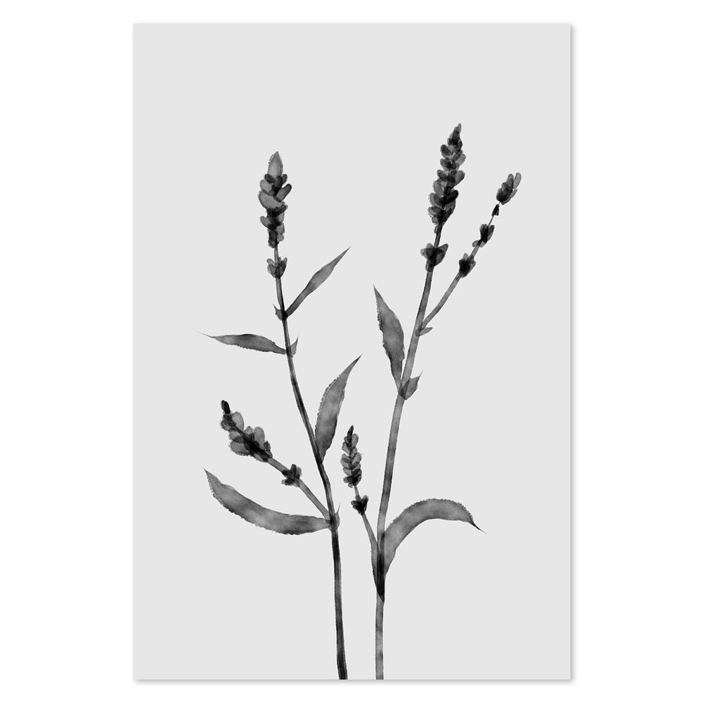 wall-art-print-canvas-poster-framed-Orache , By Dan Hobday-by-Dan Hobday-Gioia Wall Art