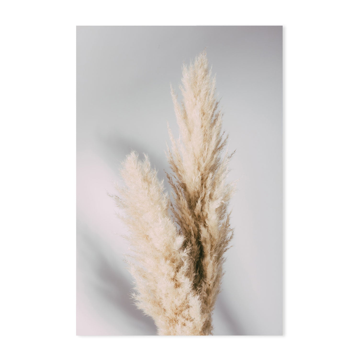 Pampas Grass Grey-Gioia-Prints-Framed-Canvas-Poster-GIOIA-WALL-ART