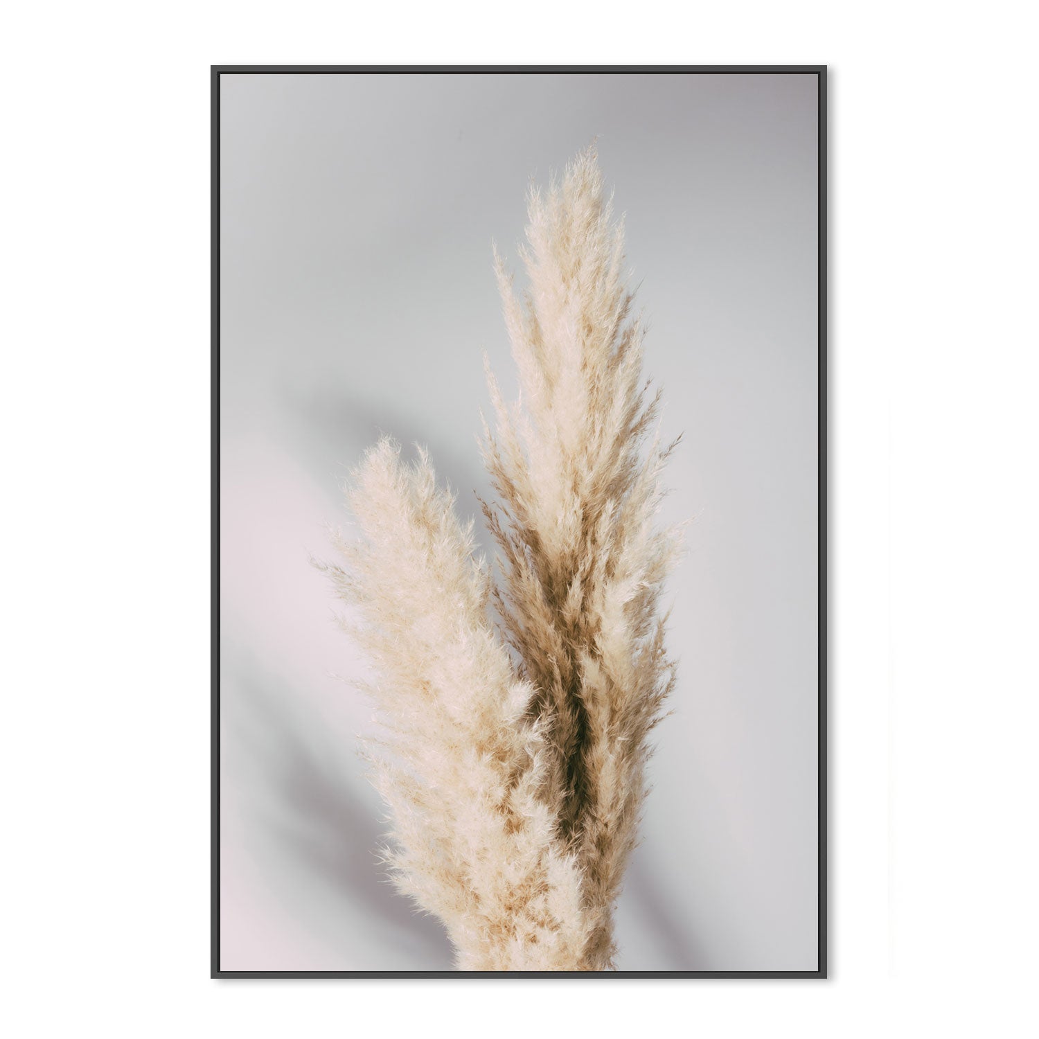 Pampas Grass Grey-Gioia-Prints-Framed-Canvas-Poster-GIOIA-WALL-ART
