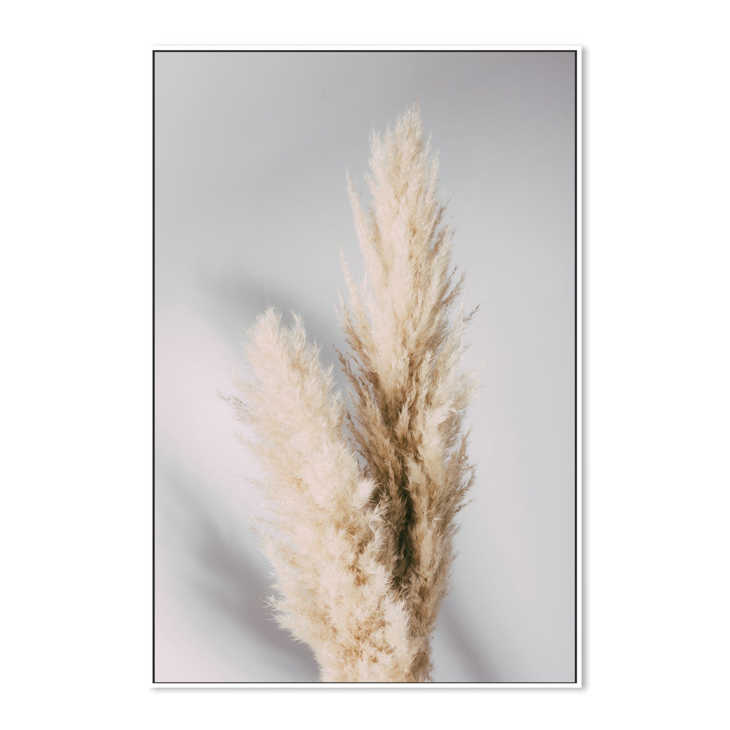 Pampas Grass Grey-Gioia-Prints-Framed-Canvas-Poster-GIOIA-WALL-ART