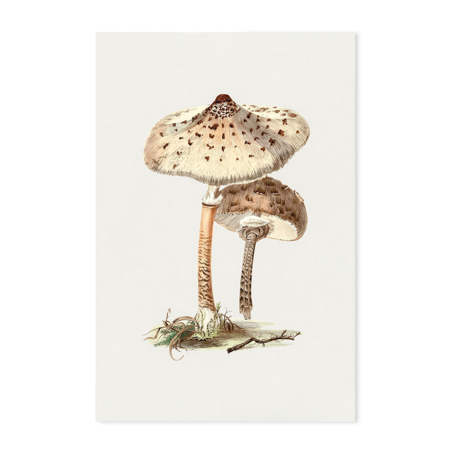 wall-art-print-canvas-poster-framed-Parasol Mushrooms-GIOIA-WALL-ART