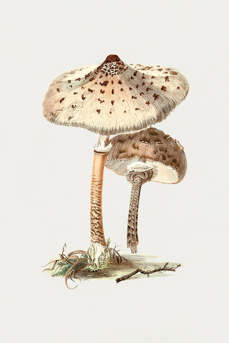 wall-art-print-canvas-poster-framed-Parasol Mushrooms-GIOIA-WALL-ART