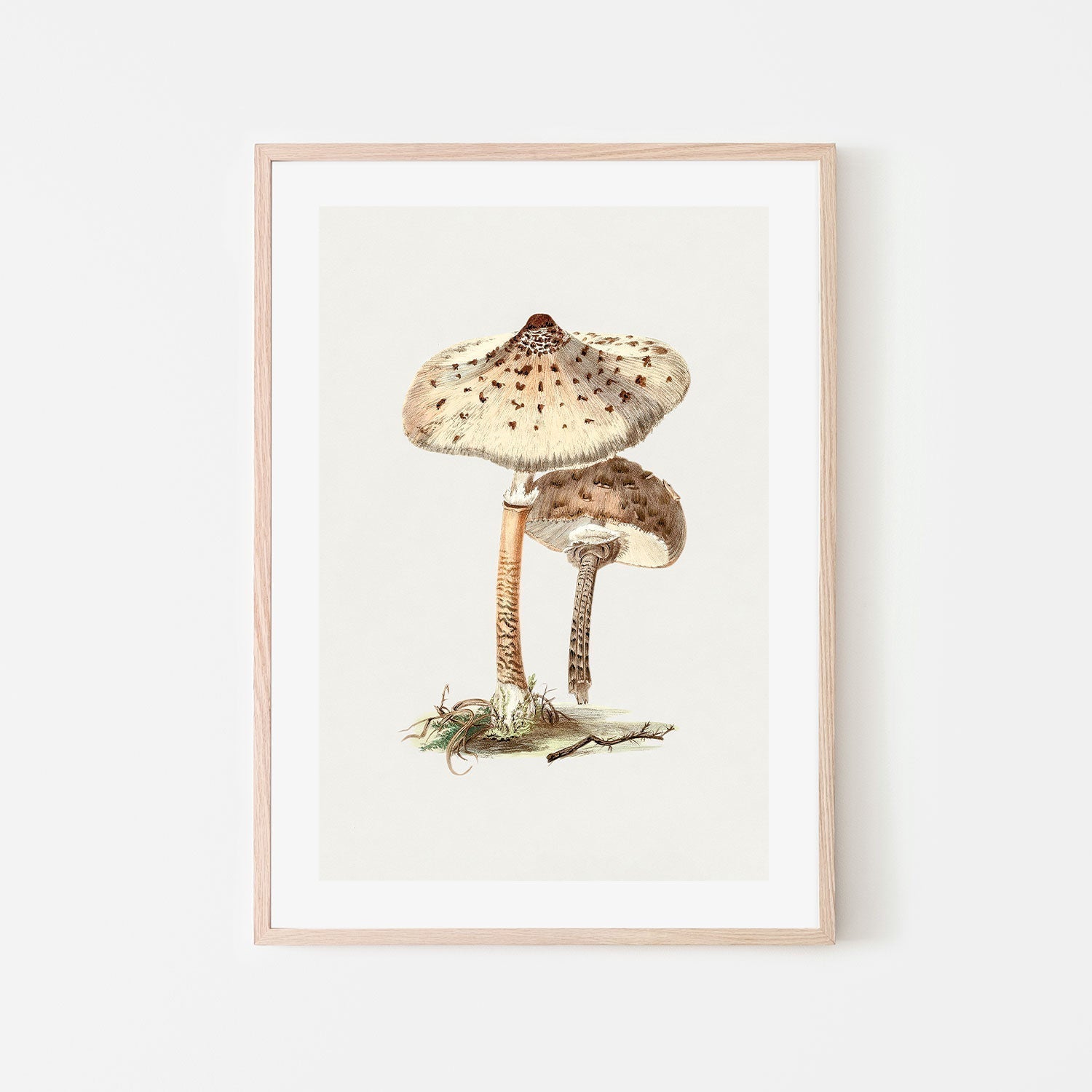 wall-art-print-canvas-poster-framed-Parasol Mushrooms-GIOIA-WALL-ART