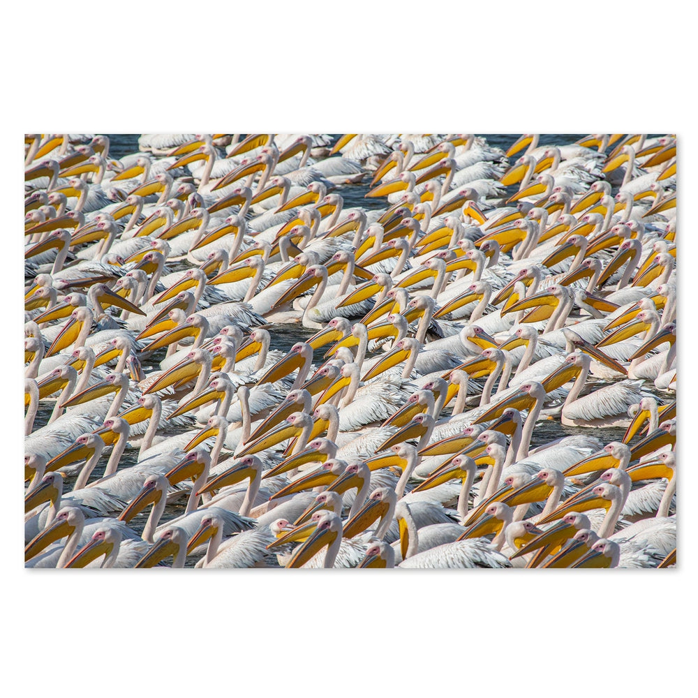 wall-art-print-canvas-poster-framed-Pelican Parade, By Natalia Rublina-by-Plus X Studio-Gioia Wall Art