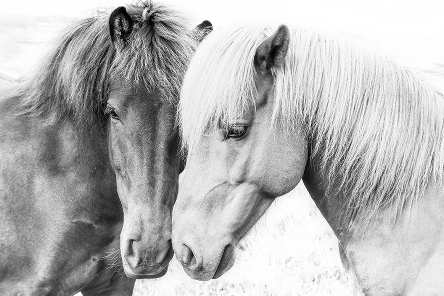 wall-art-print-canvas-poster-framed-Pienaar, Horse Love-1