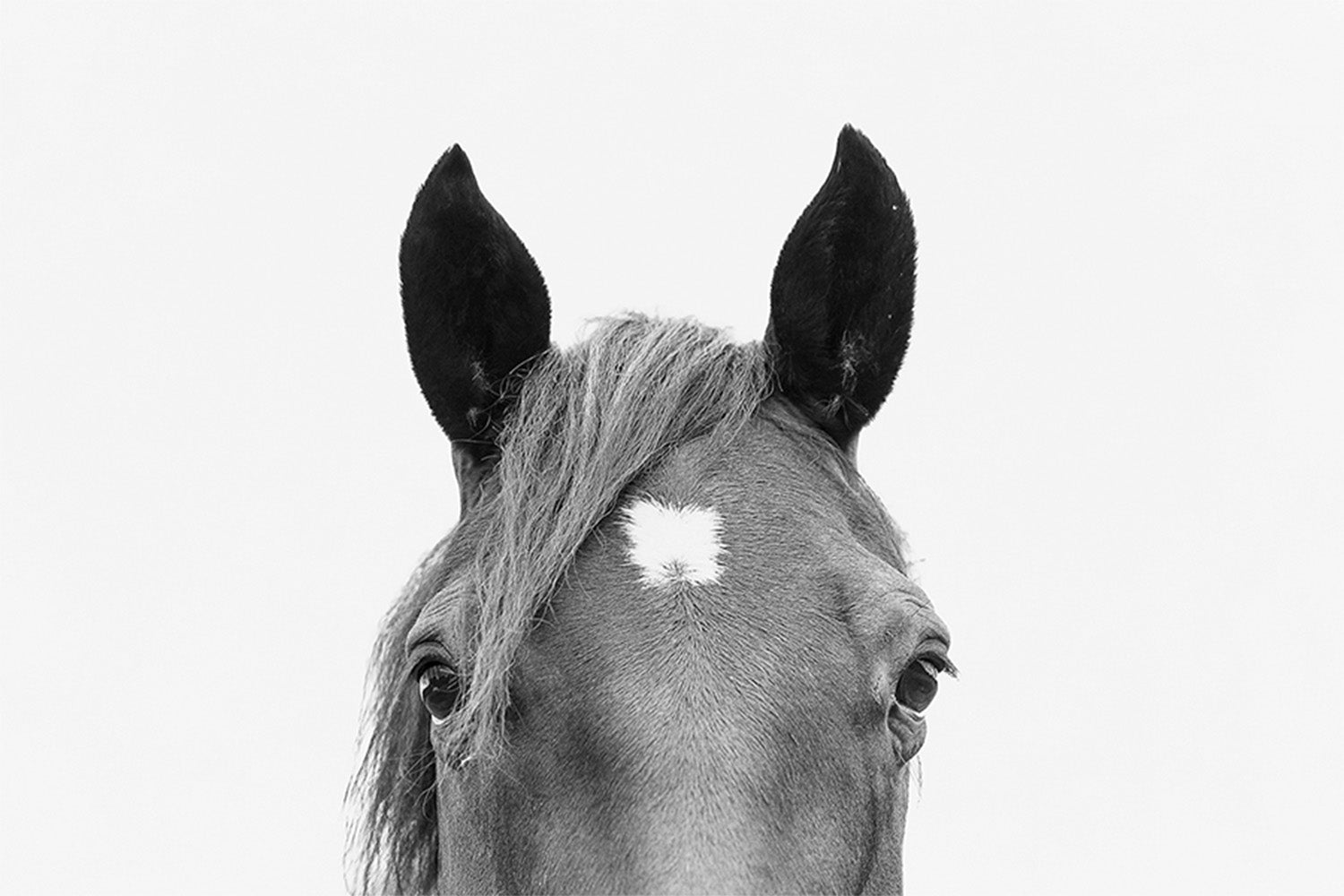 wall-art-print-canvas-poster-framed-Pienaar, Peeking Horse-1