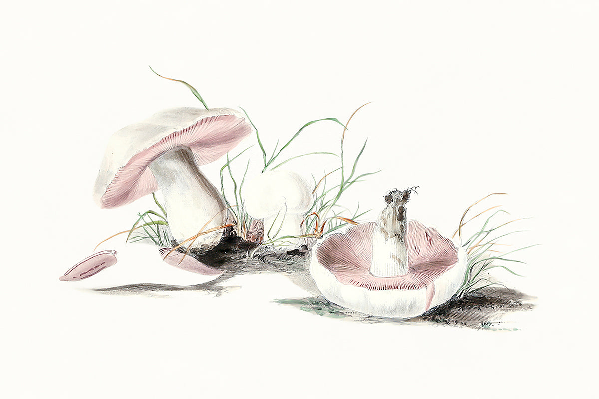 wall-art-print-canvas-poster-framed-Pink Field Mushrooms-GIOIA-WALL-ART