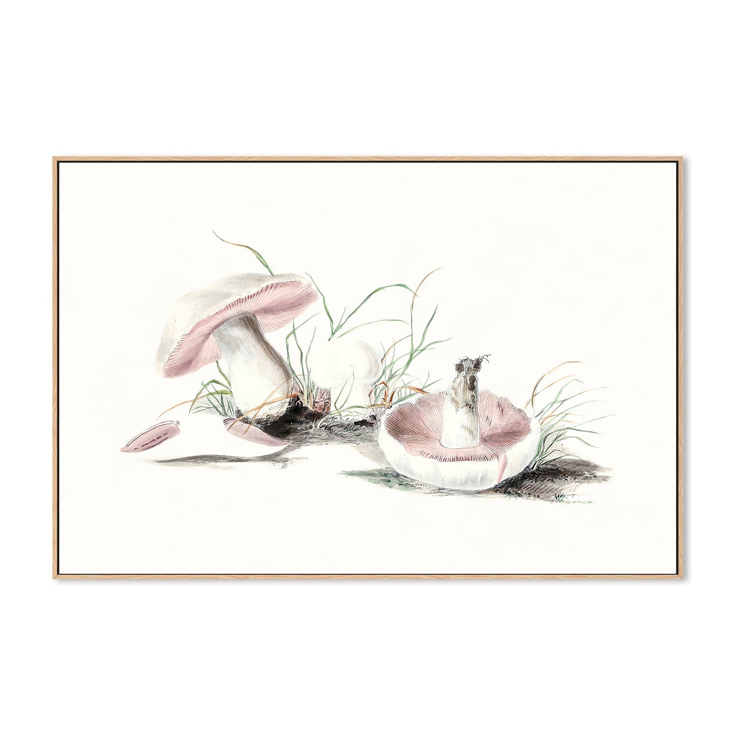 wall-art-print-canvas-poster-framed-Pink Field Mushrooms-GIOIA-WALL-ART