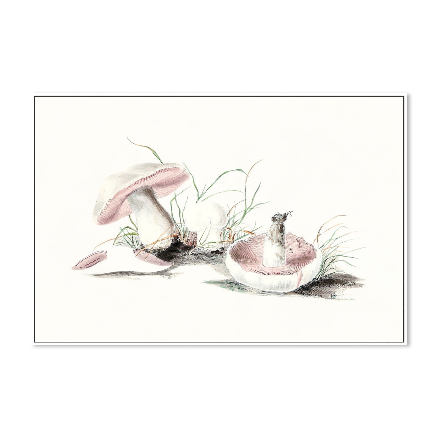 wall-art-print-canvas-poster-framed-Pink Field Mushrooms-GIOIA-WALL-ART