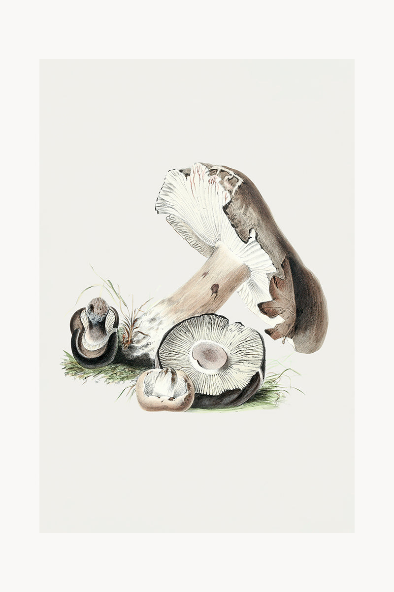 wall-art-print-canvas-poster-framed-Portabella Mushrooms-GIOIA-WALL-ART