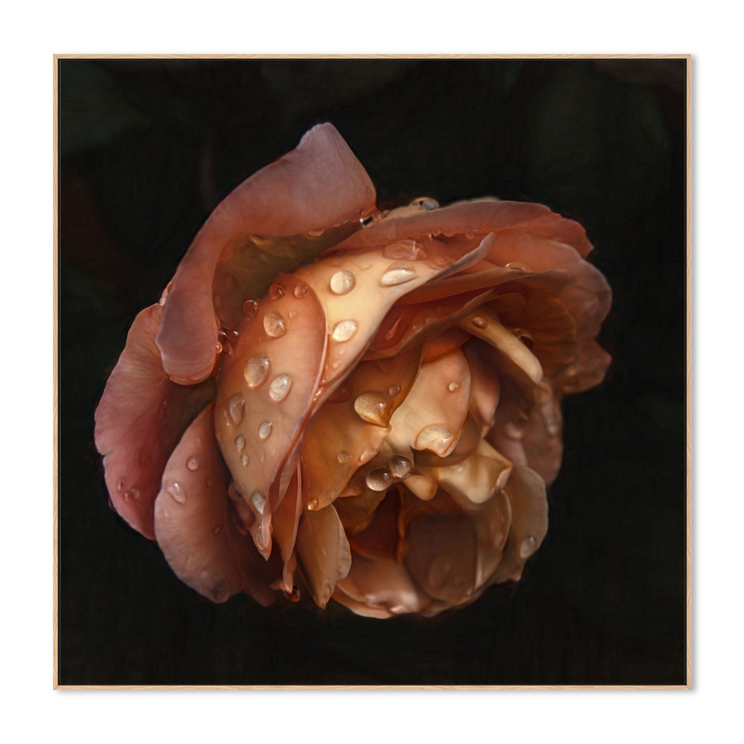 wall-art-print-canvas-poster-framed-Raindrops On An Amber Rose , By Gilbert Claes-GIOIA-WALL-ART