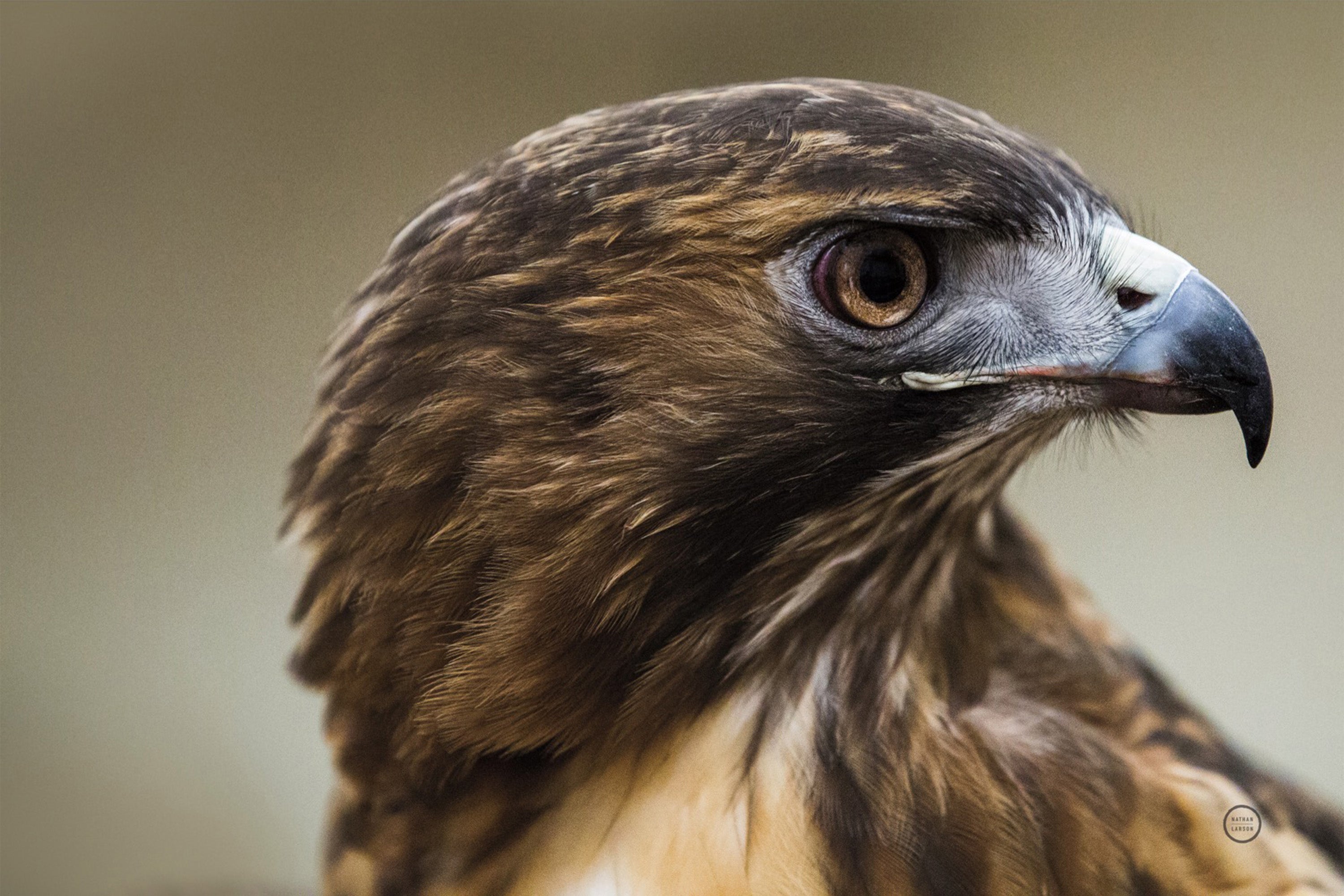 wall-art-print-canvas-poster-framed-Red Tailed Hawk Profile-1