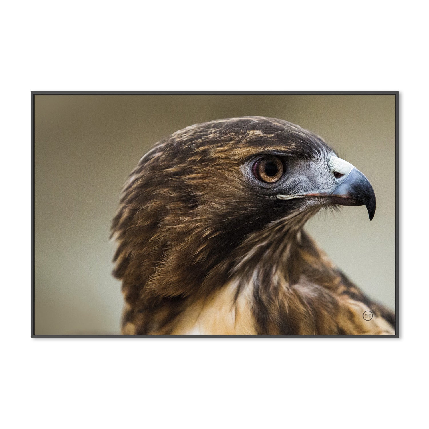 wall-art-print-canvas-poster-framed-Red Tailed Hawk Profile-3