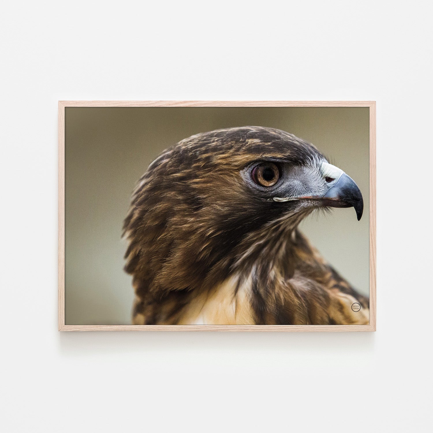 wall-art-print-canvas-poster-framed-Red Tailed Hawk Profile-6