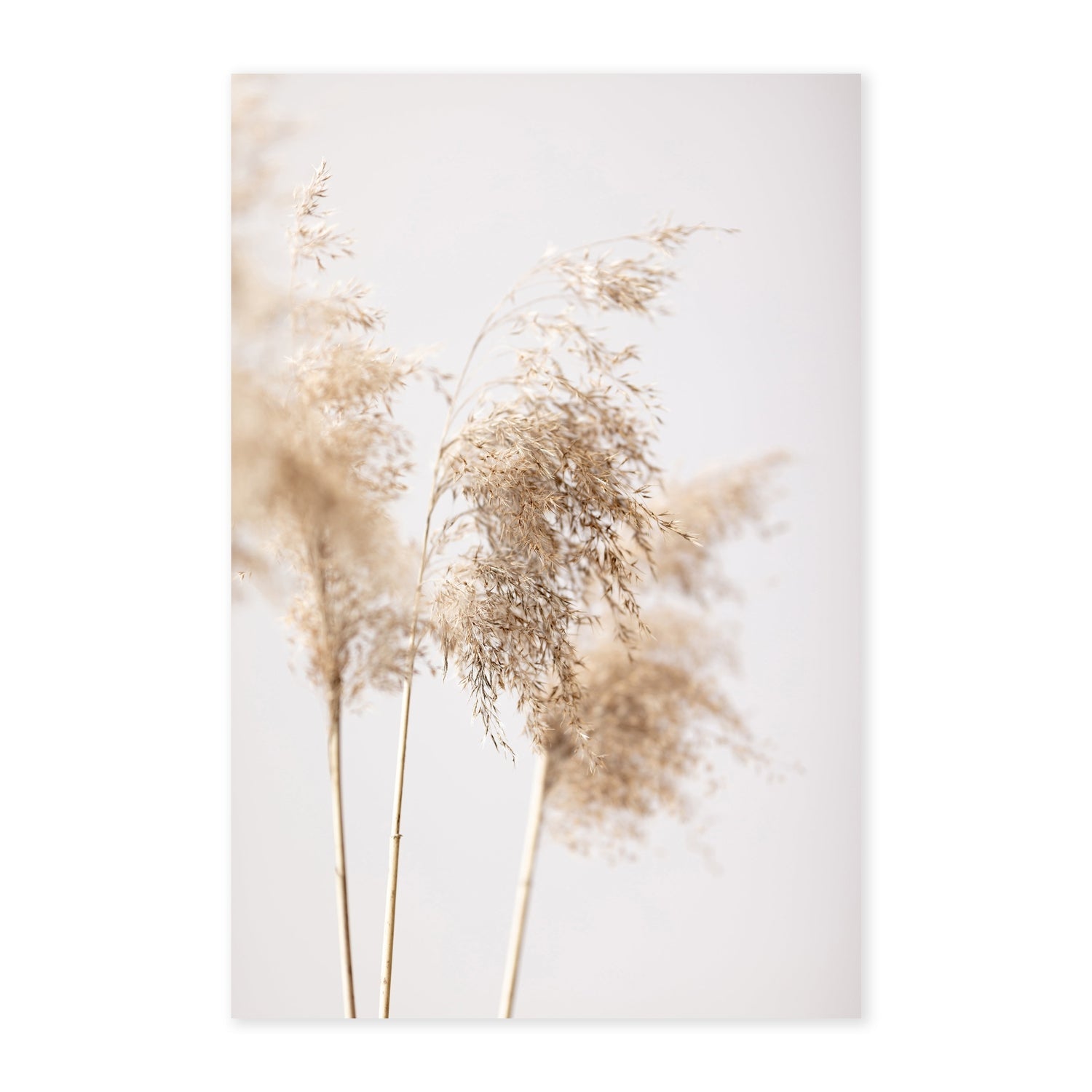wall-art-print-canvas-poster-framed-Reed Grass Grey-by-Plus X Studio-Gioia Wall Art