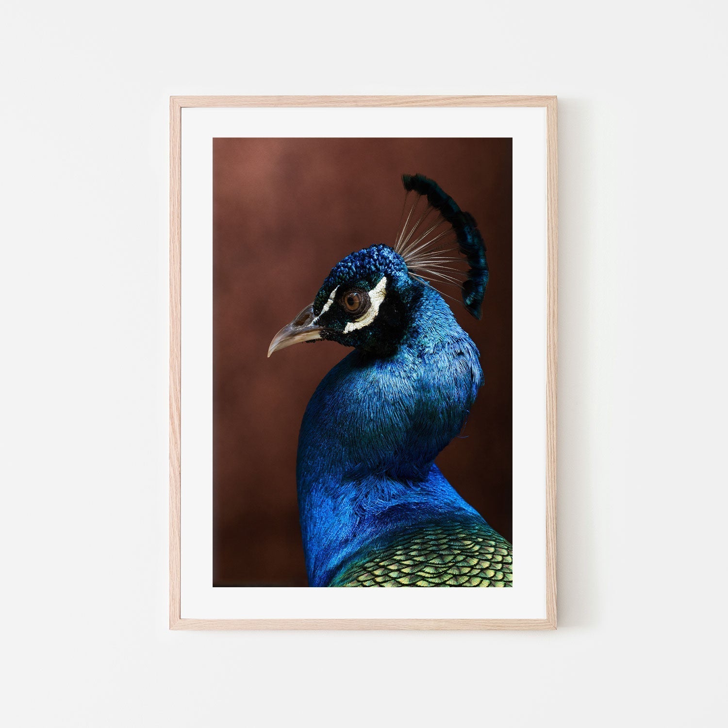 wall-art-print-canvas-poster-framed-Regal Peacock-GIOIA-WALL-ART
