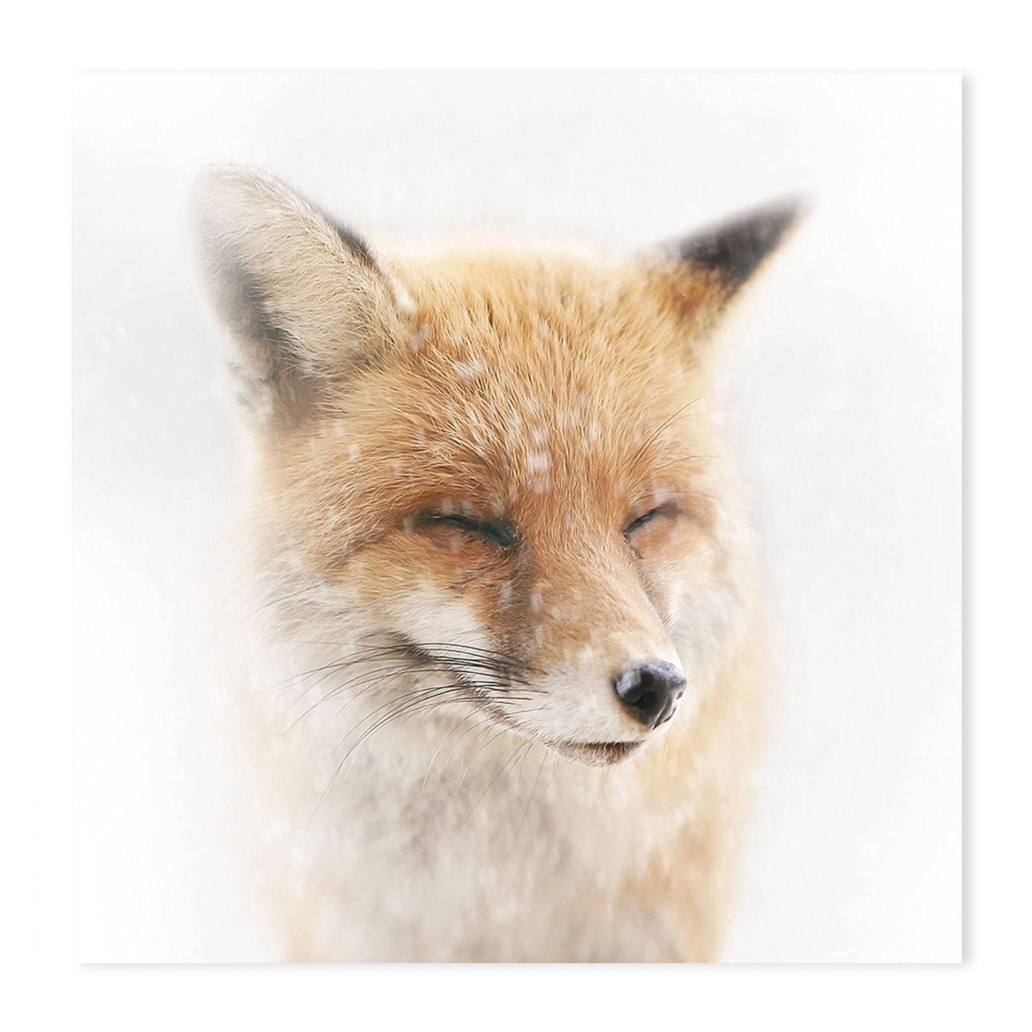 wall-art-print-canvas-poster-framed-Satisfied, by Doris Reindl-by-Plus X Studio-Gioia Wall Art