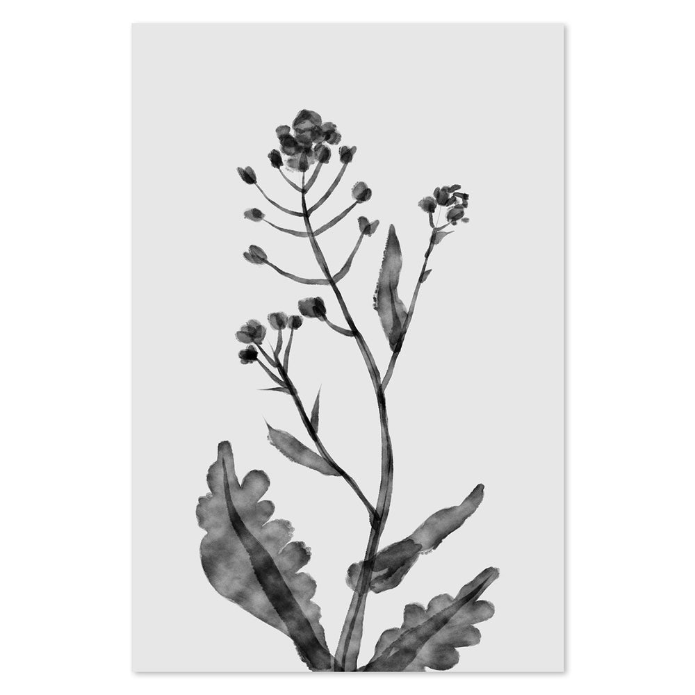 wall-art-print-canvas-poster-framed-Shephards Purse , By Dan Hobday-by-Dan Hobday-Gioia Wall Art
