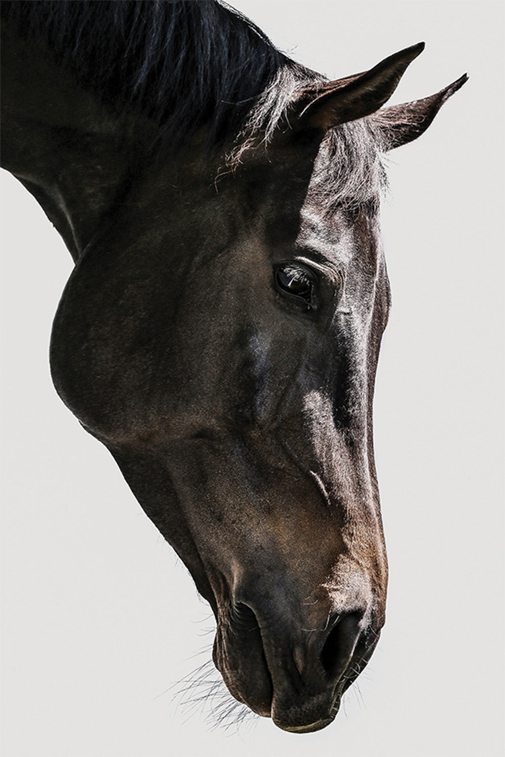 wall-art-print-canvas-poster-framed-Shot by Clint_2518354-1