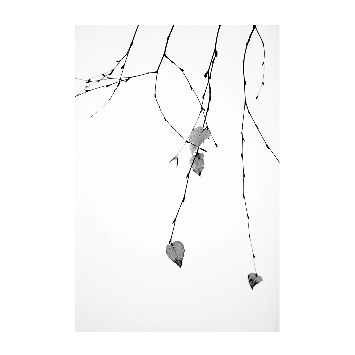 wall-art-print-canvas-poster-framed-Solo-1