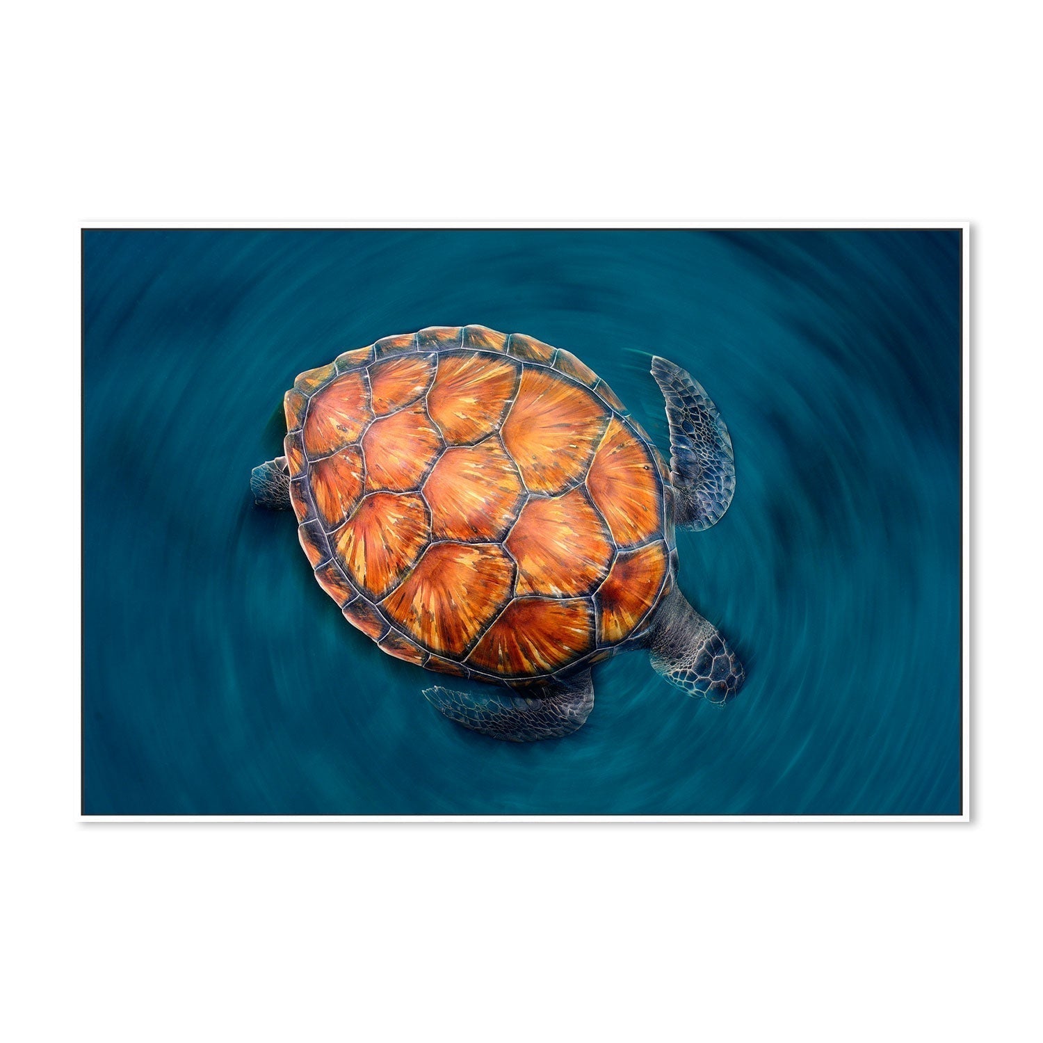wall-art-print-canvas-poster-framed-Spin turtle, by Sergi Garcia-by-Plus X Studio-Gioia Wall Art
