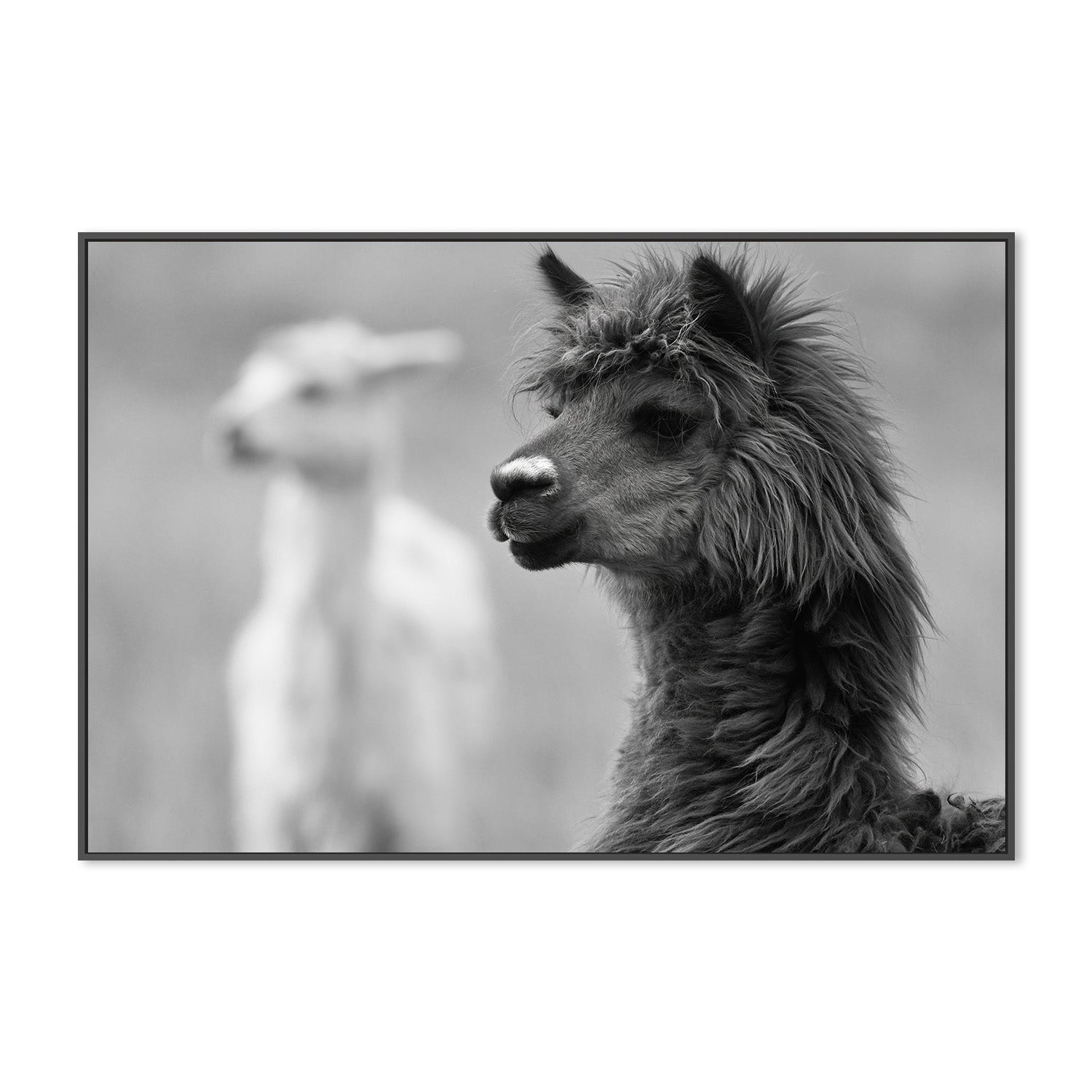 wall-art-print-canvas-poster-framed-Stephen Black And White , By Belinda Gerace-3