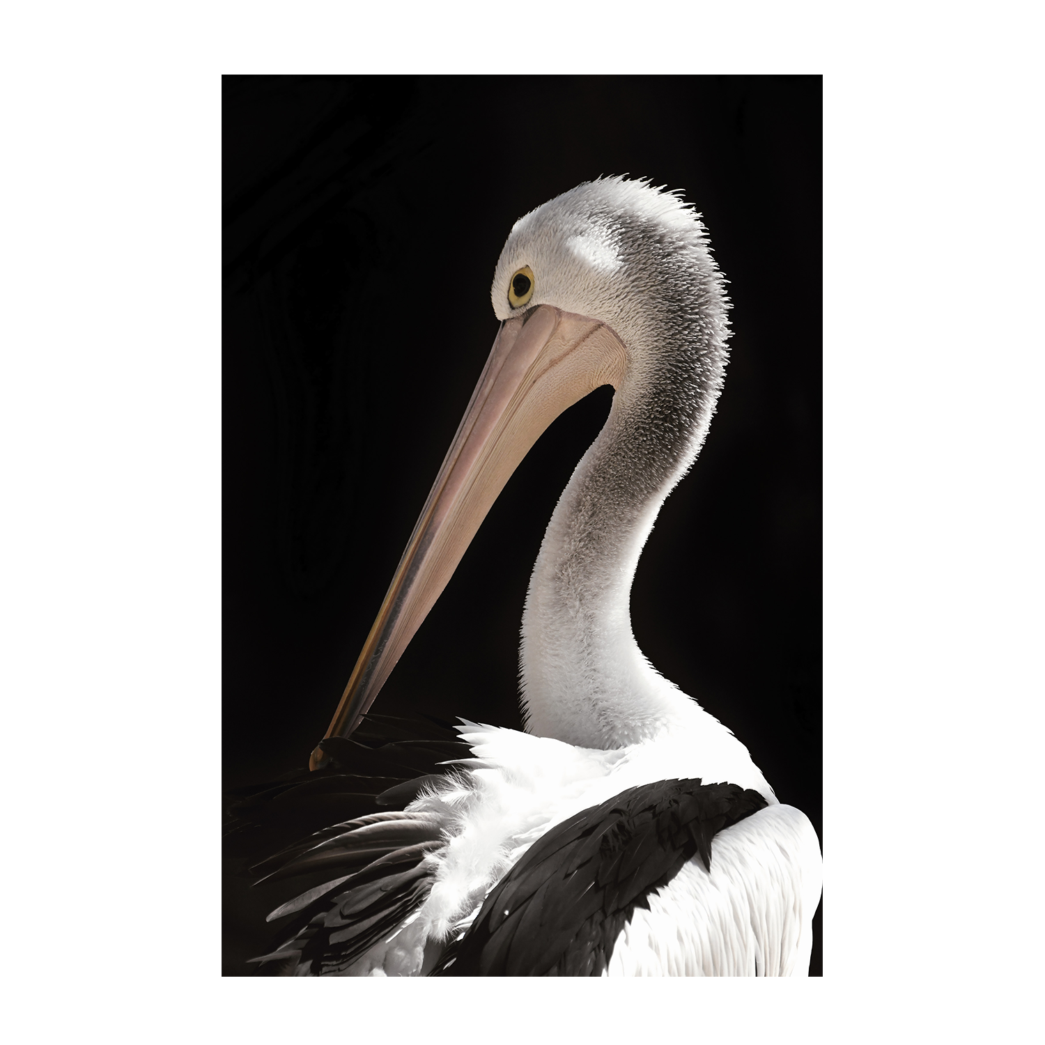 wall-art-print-canvas-poster-framed-Storm Boy Pelican , By Belinda Gerace-1