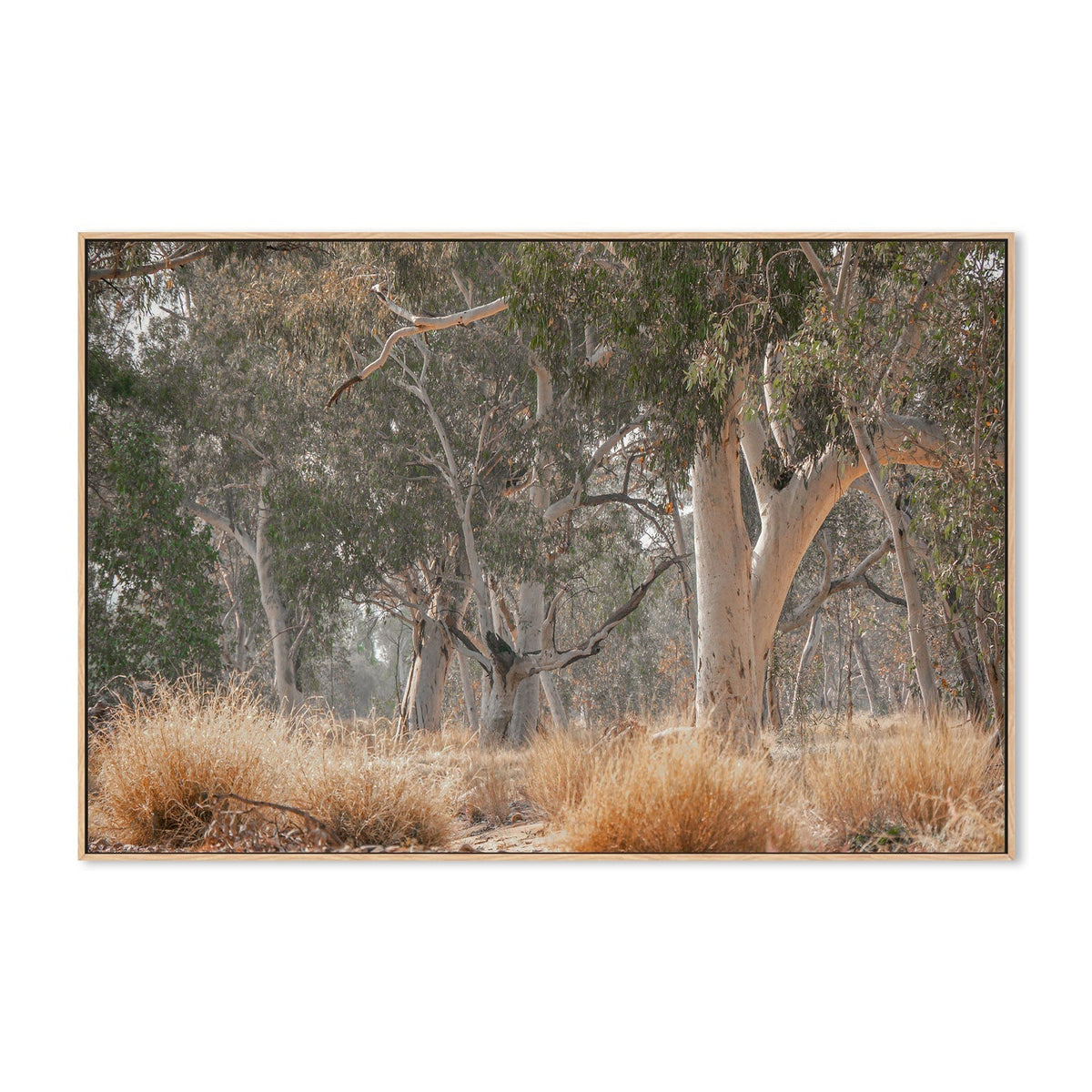 wall-art-print-canvas-poster-framed-Sunkissed Gumtrees-GIOIA-WALL-ART