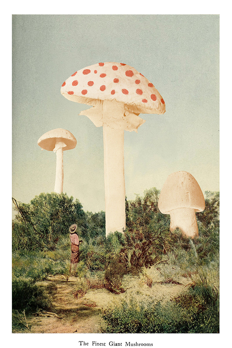 wall-art-print-canvas-poster-framed-The Finest Giant Mushrooms-GIOIA-WALL-ART