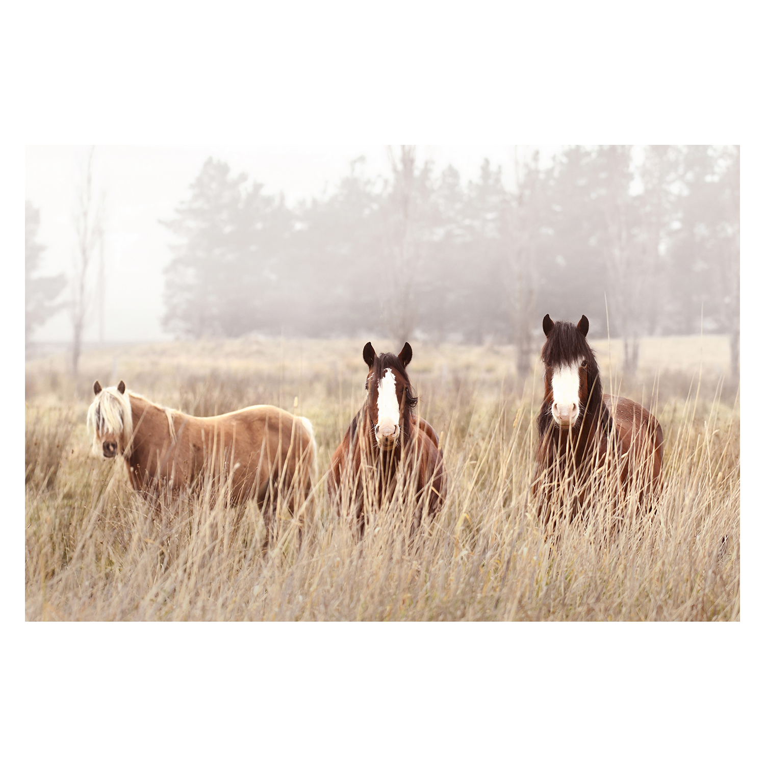 wall-art-print-canvas-poster-framed-The Gang , By Belinda Gerace-1
