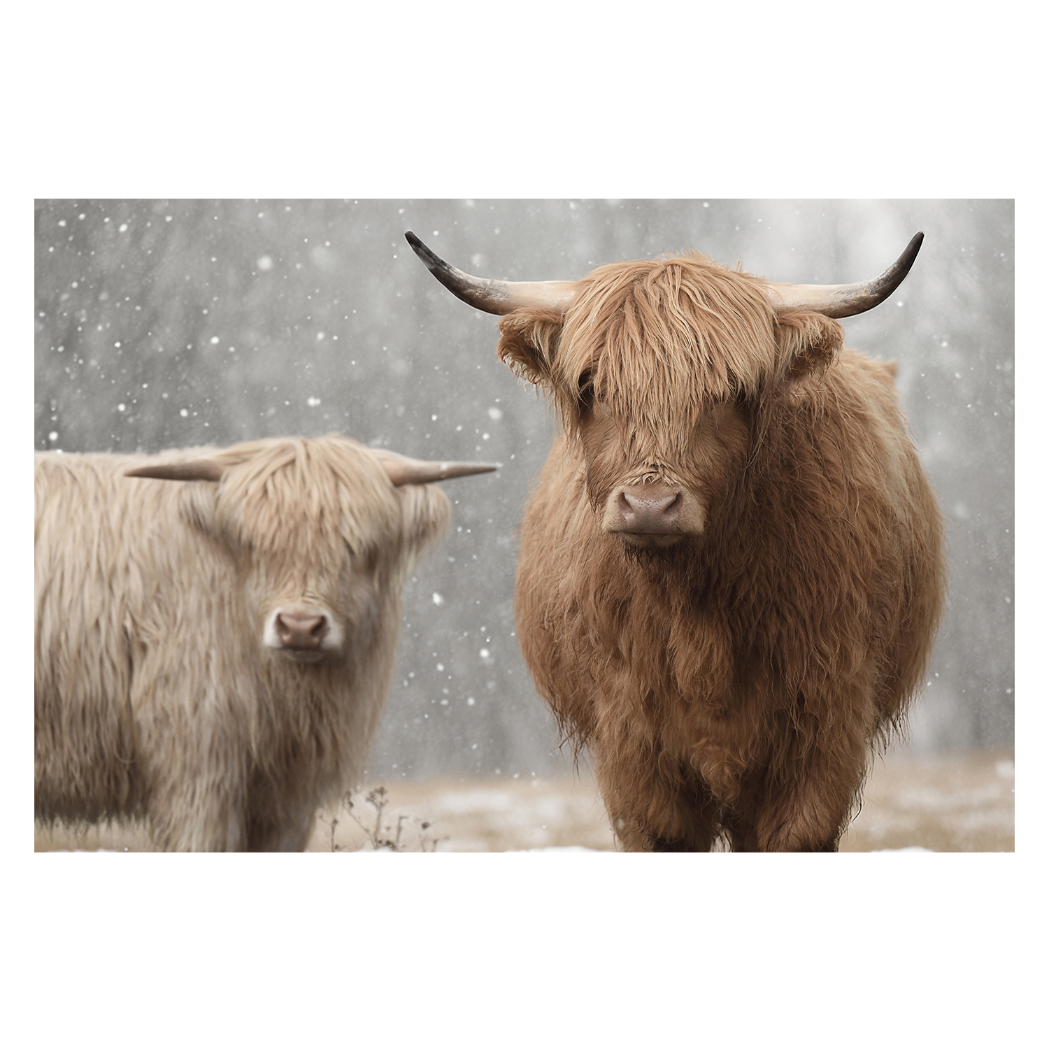 wall-art-print-canvas-poster-framed-The Special Two , By Belinda Gerace-1