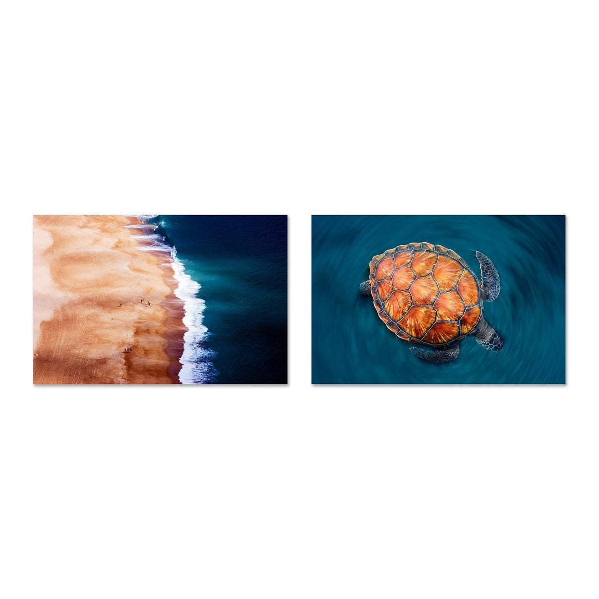 wall-art-print-canvas-poster-framed-Turtle in the silver coast, Set of 2-by-Plus X Studio-Gioia Wall Art