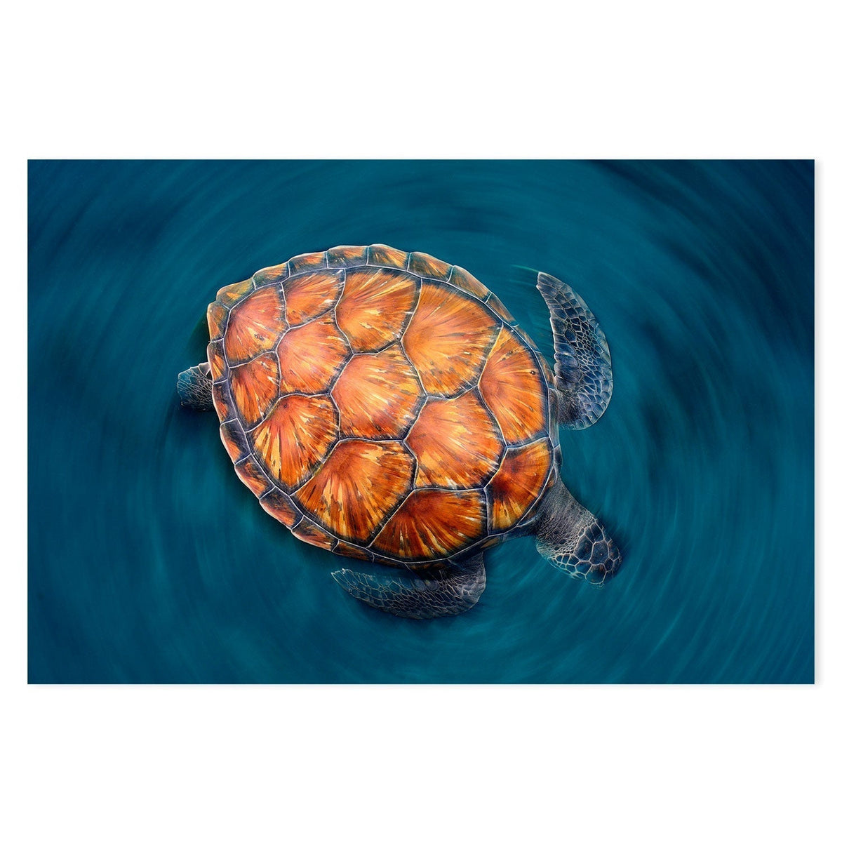 wall-art-print-canvas-poster-framed-Turtle in the silver coast, Set of 2-by-Plus X Studio-Gioia Wall Art