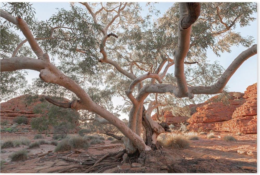 wall-art-print-canvas-poster-framed-Twisting Gum Tree-GIOIA-WALL-ART